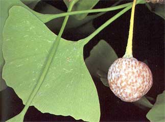 Pottejn-foto list a plod ginkga (11 KB)